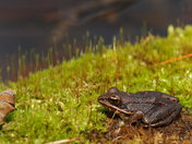 Wood Frog on a mossy log
