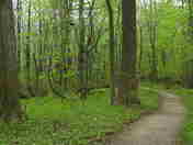 Spicebush Trail in spring