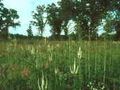 Lush tallgrass prairie and savanna, Ojibway Prairie Provincial Nature Reserve