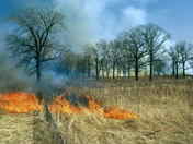prescribed burn 2, Ojibway Prairie Provincial Nature Reserve
