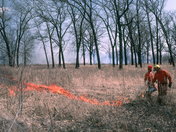 Prescribed burn at Ojibway Prairie Provincial Nature Reserve