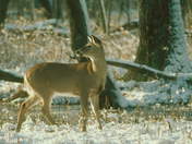 Winter White-tail