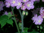 Appendaged Waterleaf, Lighthouse Point Provincial Nature Reserve, Pelee Island