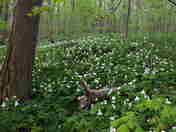Carpet of White Trilliums at Fish Point Provincial Nature Reserve, Pelee Island