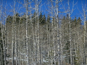 Silver Trees