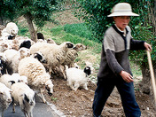 A Tibetan Shepherd's Staff