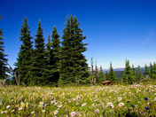Mountaintop meaddow of daisies and wild flowers - Manning Park, British Columbia