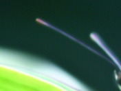 Butterfly eye with antenae