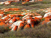 Lichens on the rocks at Churchill, Manitoba