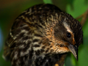 Wandering in the marshes, forests and mountains to watch the wildlife - female r