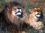 Lions catching my scent