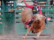 Bull Twists Front-end Left and Back-end Right