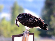 Osprey - Does this say no parking?