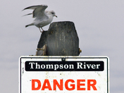 Danger on the Thompson River