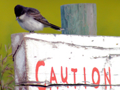 Eastern Kingbird