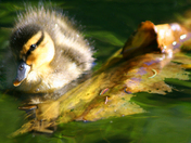Baby Mallard