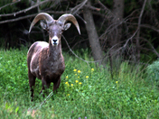 bighorn_4642.JPG