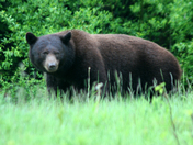 grizzly bear_9694.JPG
