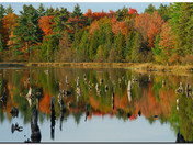 Fall colours at a nearby beaver pond