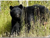 My first black bear picture