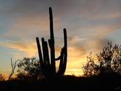 saguaro national park