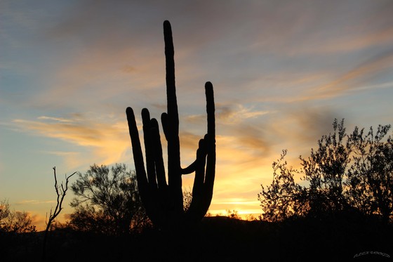 saguaro national park