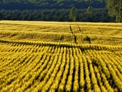 Farm Country Midland