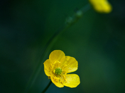 Buttercups