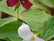 Trilliums at Bronte Creek