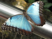 Butterfly Conservitory - Niagara Falls