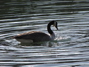 Goose Bathing