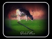 Piebald Fawn (Day 2)