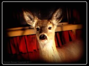 Deer mocking me - modified
