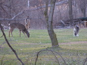 Half-Albino Bambi with mom!  (Piebald)