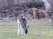 Half-Albino Baby Deer!  (Piebald)
