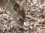 deer eating