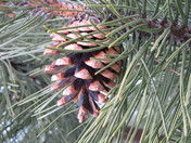 pinecone