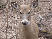 deer sniffing camera