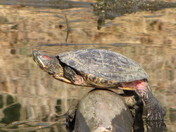 balancing turtle