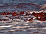 Reds and Whites of the Island