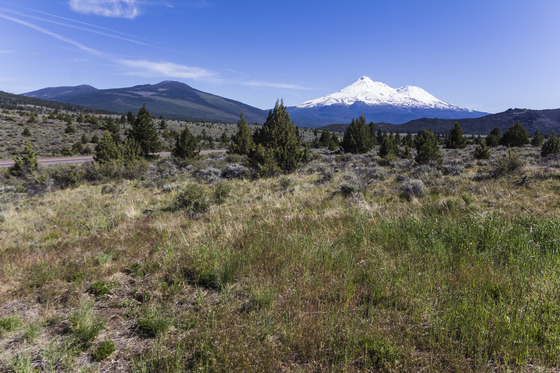 Shasta/Trinity National Forest