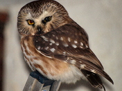 owl..Dec. 6th 028.JPG