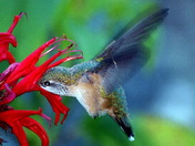 hummingbird #3