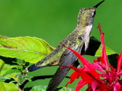 hummingbird #2