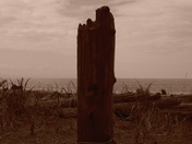 Mooring Stump with Cable (French Beach Provincial Park, Vancouver Island)