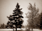 2 trees - PEI storm - E_Lentz (Dec08).jpg