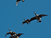 Incoming Geese