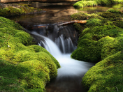 mossy_creek_sm.jpg