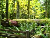 Cathedral Grove, McMillan Provincial Park, Vancouver Island
