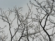 After a freezing rain